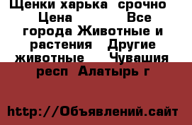 Щенки харька! срочно. › Цена ­ 5 000 - Все города Животные и растения » Другие животные   . Чувашия респ.,Алатырь г.